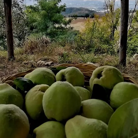 Casale La Pietra Gialla *